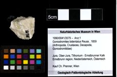 Foto (Objekt + Etiketten) von Goniodromites bidentatus (Reuss, 1859) 